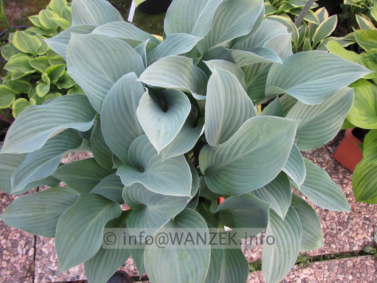 Hosta nigrescens Krossa Regal 03.JPG